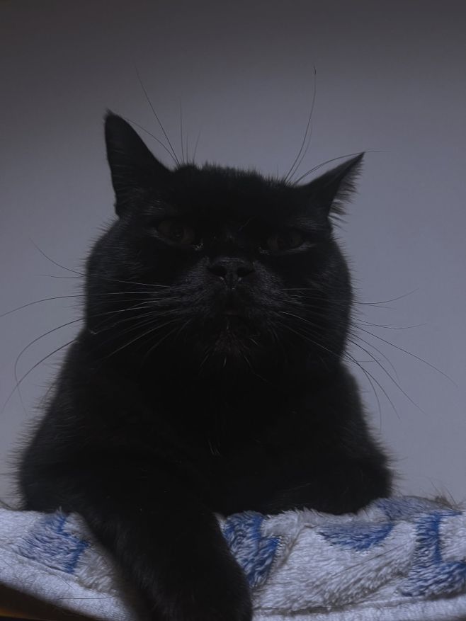 Mňau, všichni! Kocouří svět se zase točí kolem mě! 🐈‍⬛ Dnes mám totiž svátek, a to znamená… že dostanu spoustu kočičích...